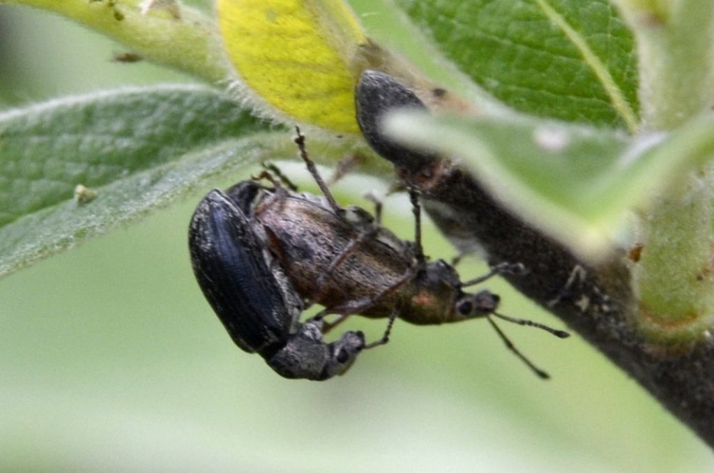 Curculionidi id.: Polydrusus marginatus